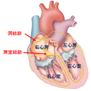 心臓の活動